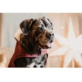 Kentucky Hundejacke Hundemantel Schwarz 28-33 cm