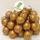LittleTom 50 Bälle für Bällebad 5,5cm Babybälle Plastikbälle Baby Spielbälle Gold
