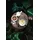 SELTMANN WEIDEN Life Fashion Teeservice 18-tlg. Glamorous Black