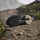 adidas Terrex Trailmaker 2.0 Wanderschuhe - Core Black / Carbon / Grey Five - EU 39 1/3