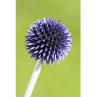 Pflanzen Für Dich Echinops ritro 'Veitchs Blue', Kugeldistel, ca.