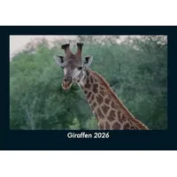 Vero Kalender Giraffen 2026 Fotokalender DIN A5 von Tobias