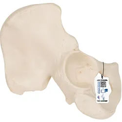Hüftbein Knochen Modell - 3B Smart Anatomy
