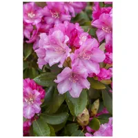 Pflanzen Für Dich Rhododendron yakushimanum 'Blurettia', rosa Blüten, 30–40