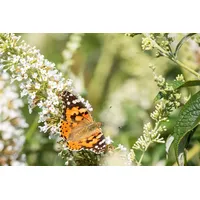Pflanzen Für Dich Buddleja 'Revee de Papillon Lavander'®, Schmetterlingsflieder,