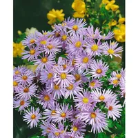 Pflanzen Für Dich Aster dumosus Silberteppich Kissenaster ca. 9x9