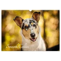 Calvendo Smooth Collies (Wandkalender 2026 DIN A3 quer), CALVENDO