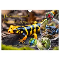 Calvendo Heimische und exotische Amphibien (Wandkalender 2026 DIN A4