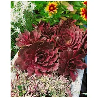 Pflanzen Für Dich Sempervivum tectorum 'Othello', Hauswurz, ca. 9x9