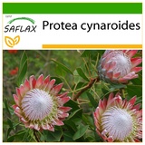 Saflax - Königsprotea - 5 Samen - Mit keimfreiem Anzuchtsubstrat - Protea cynaroides