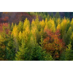 Fototapete PAPERMOON "Wald", bunt, B:4,00m L:2,60m, Vlies, Tapeten