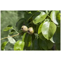 Pyrus communis 'Decora', Birne, 125–150 cm, robust