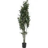 Europalms Schefflera, 120cm
