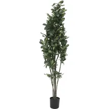 Europalms Schefflera, 120cm