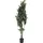Europalms Schefflera, 120cm