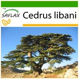 Saflax - Libanon - Zeder - Mit keimfreiem Anzuchtsubstrat - Cedrus libani