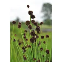 Pflanzen Für Dich Juncus ensifolius, Schwert-Simse, ca. 9x9 cm