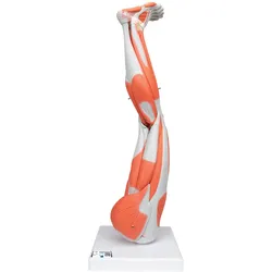 Beinmuskel Modell, 9-teilig - 3B Smart Anatomy