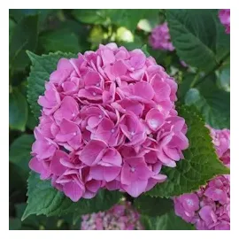 Plant in a Box - Hydrangea macrophylla - 3er Mischung Höhe 25-40cm