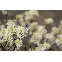 PlantaPro Fothergilla major 40-50 cm - Federbuschstrauch, weiße duftende