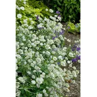 Pflanzen Für Dich Astrantia major 'Margery Fish', Sterndolde, rosa,