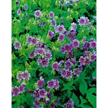 PlantaPro Geranium himalayense 9x9 cm Topf – Winterhart, Mehrjährig, Pflegeleicht – Himalaya-Storchschnabel – Beetstaude für Garten & Rabatte