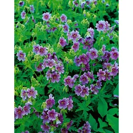 PlantaPro Geranium himalayense 9x9 cm Topf – Winterhart, Mehrjährig, Pflegeleicht – Himalaya-Storchschnabel – Beetstaude für Garten & Rabatte