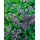 PlantaPro Geranium himalayense 9x9 cm Topf – Winterhart, Mehrjährig, Pflegeleicht – Himalaya-Storchschnabel – Beetstaude für Garten & Rabatte