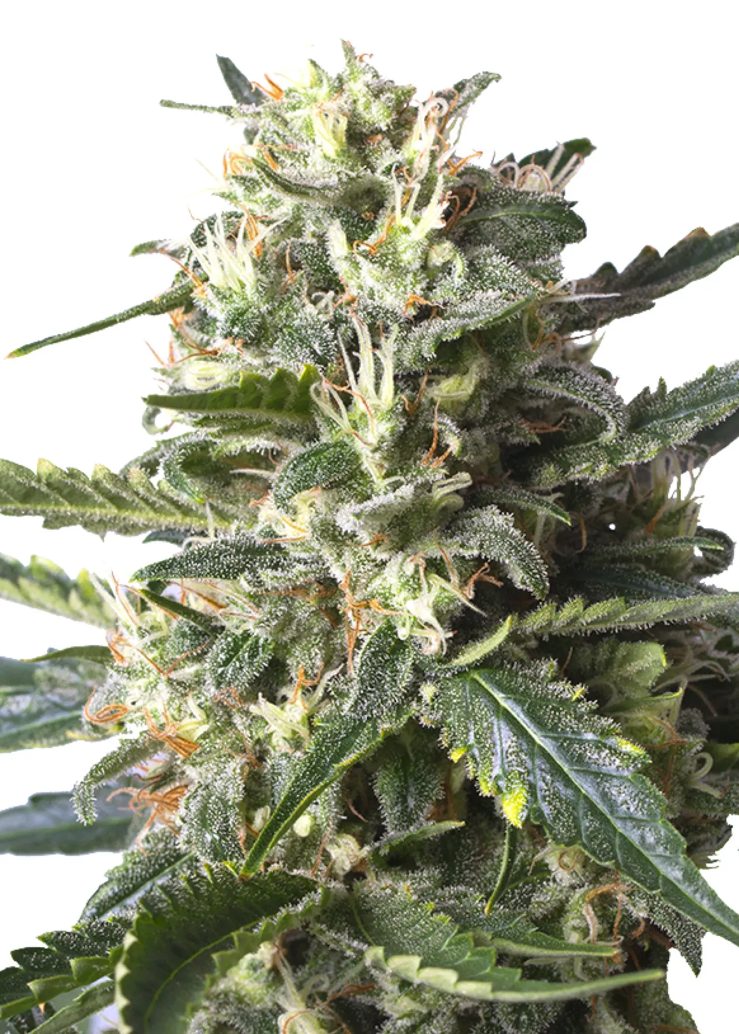 Royal Queen Seeds Lemon Shining Silver Haze 1 Samen