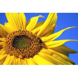 Sonnenblumenkerne weiss | 25kg Vogelfutter Naturprodukt