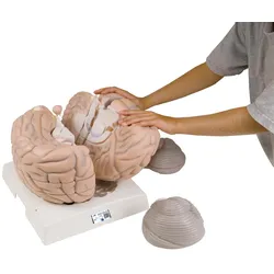 Mega-Gehirnmodell,  2,5-fache Größe, 14-teilig - 3B Smart Anatomy