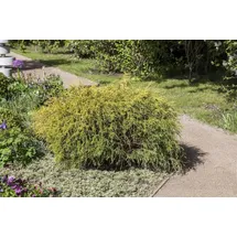 PlantaPro Chamaecyparis pisifera 'Filifera Aurea Nana' C 2 20- 30