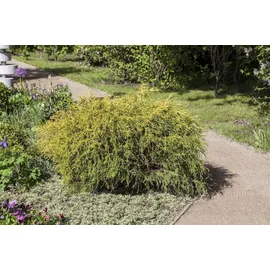 PlantaPro Chamaecyparis pisifera 'Filifera Aurea Nana' C 2 20- 30
