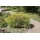 PlantaPro Chamaecyparis pisifera 'Filifera Aurea Nana' C 2 20- 30