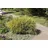 PlantaPro Chamaecyparis pisifera 'Filifera Aurea Nana' C 2 20- 30