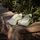 adidas Supernova Rise 3 Herren Halo Silver/Solar Yellow/Cloud White 43 1/3