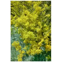 Pflanzen Für Dich Galium verum, Echtes Labkraut, gelbblühend, ca.