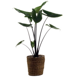 Zimmerpflanze »Alocasia Black Zebrina« mit Topf - Grün