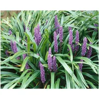 Pflanzen Für Dich Liriope muscari 'Ingwersen', Lilientraube, immergrün, ca.