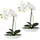 Creativ green Kunstorchidee CREATIV GREEN "Phalaenopsis", weiß, B:6,5cm H:30cm L:19,5cm, Kunststoff, Kunstpflanzen, 2er Set, in Kunststoffschale