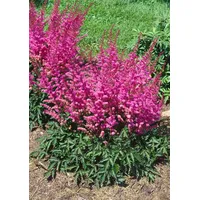 Pflanzen Für Dich Astilbe chinensis 'Veronica Klose' Prachtspiere, ca.