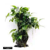 Dennerle Anubias barteri var. Nana 'Mbuna' Wurzel L 25 x 16 x 46 Centimeter