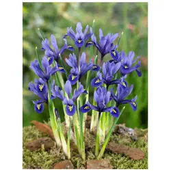 Iris reticulata 'Harmony', Zwerg-Iris, blau, ca. 9x9 cm Topf