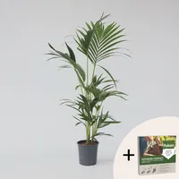 Plant in a Box - Kentia Palme - Howea
