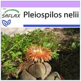 Saflax - Sukkulenten - Lebender Granit - 40 Samen - Pleiospilos nelii