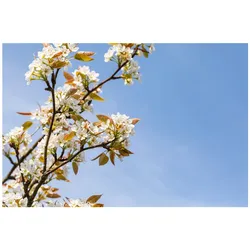 Pyrus pyrifolia 'Kumoi', Nashi-Birne, 150–200 cm, saftig-süß