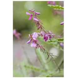 Indigofera himalayensis 'Silk Road', Himalaya-Indigo, rosa, 30–40 cm