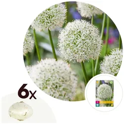 Plant in a Box - Alliumzwiebeln - 6 Stk - Allium 'Mount Everest' - Blumenzwiebeln - Weiß