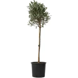 Plant in a Box Olivenbaum - Olea Europaea Höhe 90-100cm