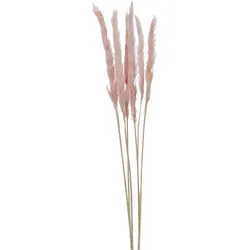 Trockenblume PAMPASGRAS pink